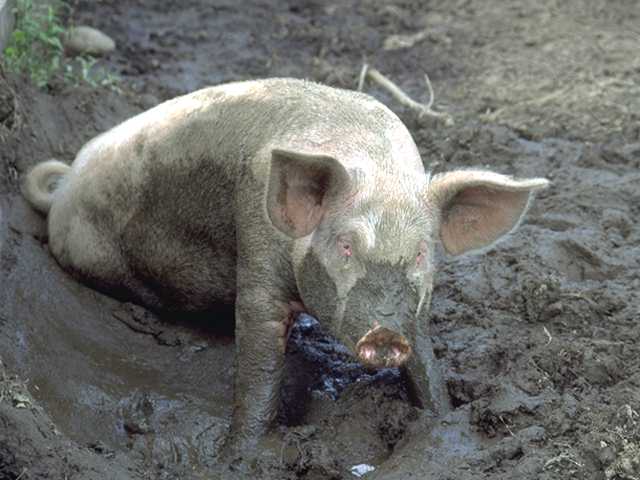 هل تعلم أن أغلب مواد التجميل من دهن الخنزير ؟