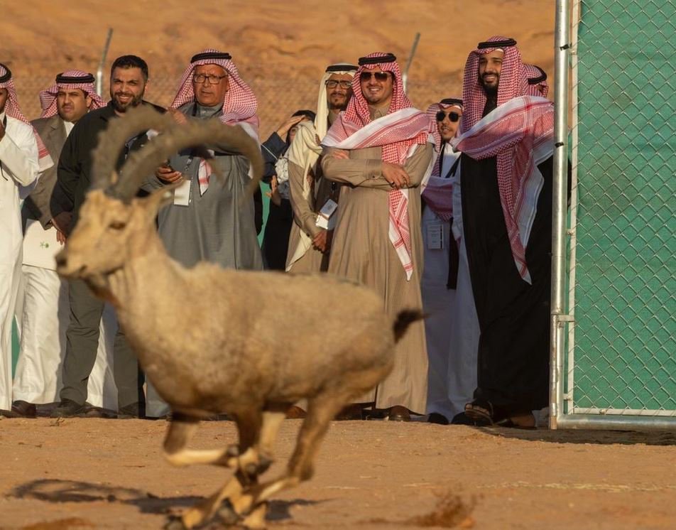 محمد بن سلمان و الماعز الأليف